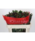 Hypericum Rocky romance 70 cm