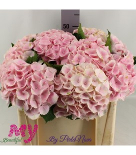 Hortensia Matcha 50 cm
