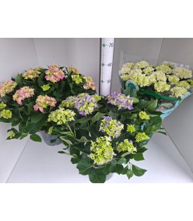 Hortensia M ov Ø 23 h 60