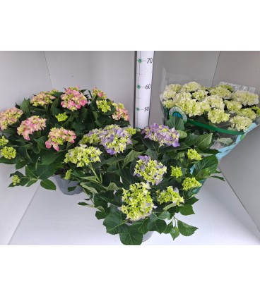 Hortensia M ov Ø 23 h 60