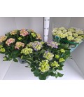 Hortensia M ov Ø 23 h 60