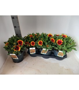 Gaillarde sun Ø 19