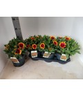 Gaillarde sun Ø 19