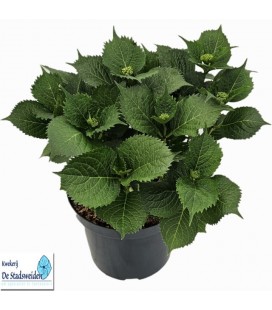 Hortensia M Ø 29 H 55