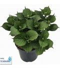 Hortensia M Ø 29 H 55