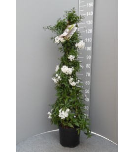 Solanum Ø 24 h 120