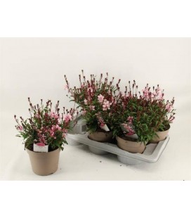 Gaura rose Ø 17