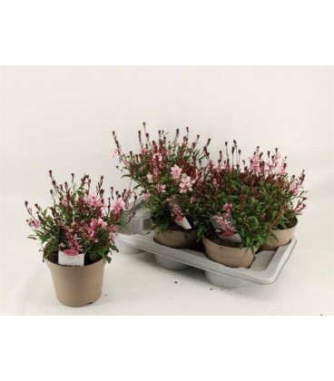 Gaura rose Ø 17