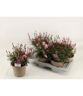 Gaura rose Ø 17