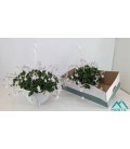 Streptocarpus saxo Ø 25
