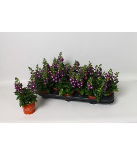 Angelonia purple Ø10.5
