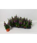 Angelonia purple Ø10.5