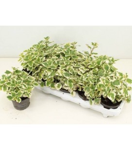 Plectranthus Ø 10.5