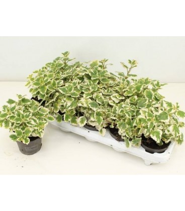 Plectranthus Ø 10.5