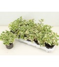 Plectranthus Ø 10.5