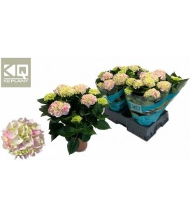Hortensia diamond Ø 14