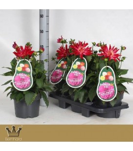 Dahlia Raspberry ice Ø 19