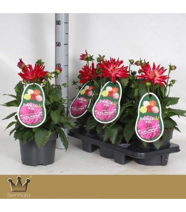 Dahlia Raspberry ice Ø 19