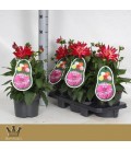 Dahlia Raspberry ice Ø 19