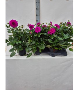 Dahlia lilac Ø 17