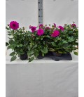 Dahlia lilac Ø 17