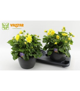 Dahlia yellow Ø 25