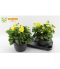 Dahlia yellow Ø 25
