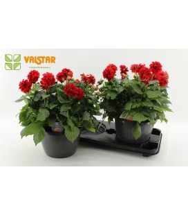 Dahlia red Ø 25 