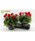 Dahlia red Ø 25 