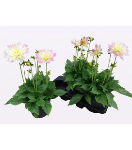 Dahlia blanc Ø 19