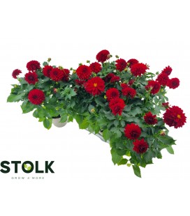 Dahlia Hypnose red Ø 17