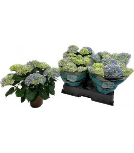 Hortensia River Ø 14