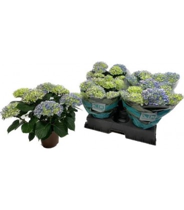 Hortensia River Ø 14
