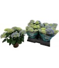 Hortensia River Ø 14