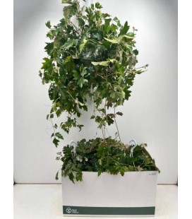 Cissus Ø 17