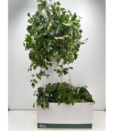 Cissus Ø 17h50