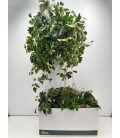 Cissus Ø 17h50