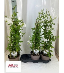 Plumbago Ø 19 h 75