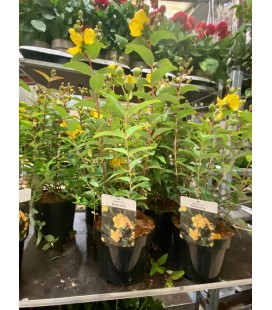 Hypericum hidcote Ø 20