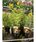 Hypericum hidcote Ø 20