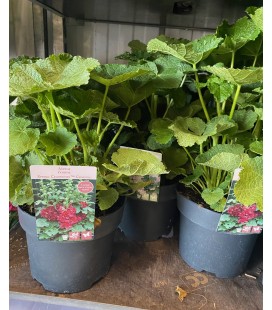 Alcea Rosea Ø 19