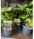 Alcea Rosea Ø 19