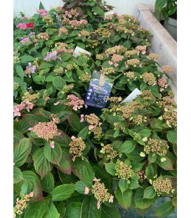 Hortensia serr magic pillow Ø 19