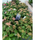 Hortensia serr magic pillow Ø 19