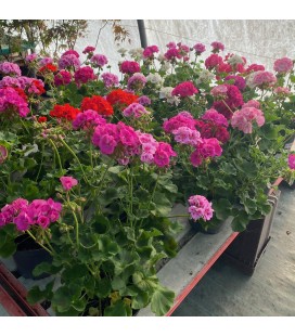 Géranium Zonale Ø23 FR