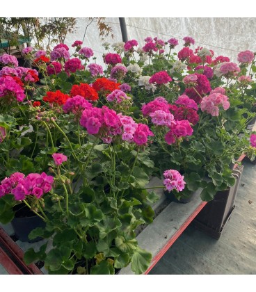 Géranium Zonale Ø23 FR