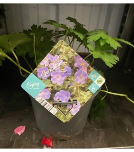 Geranium rozanne Ø 17