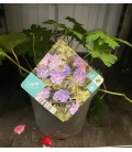 Geranium rozanne Ø 17