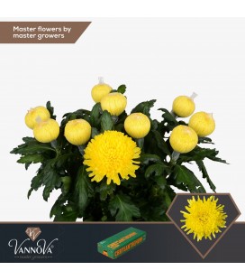 Chrysantheme G Jotr