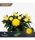 Chrysantheme G Jotr